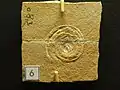 Schlitzkreiselschnecke Bathrotomaria