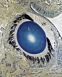 Semidünnschnitt durch das Auge einer Weinbergschnecke. VK vordere Kammer, L Linse in der hinteren Kammer, R Retina, SN Sehnerv (Toluidinblau, Phasenkontrast)