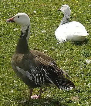 Schneegans (Anser caerulescens)