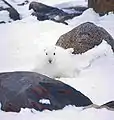 Schnee(schuh)hase