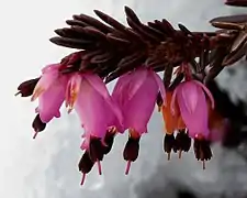 …es folgt die Schneeheide (Erica herbacea)