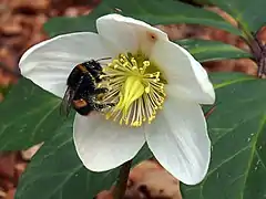 …beginnt mit Helleborus niger, der Schneerose