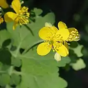 Schöllkraut