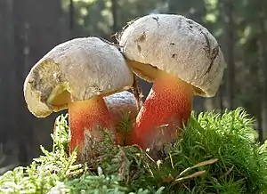 Schönfuß-RöhrlingCaloboletus calopus