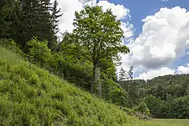 Hangwiese im Sommer