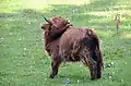 Kalb auf der Schwäbischen Alb