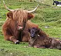 Schottisches Hochlandrind mit Kalb auf einer Alm im Lungau