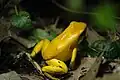 Schrecklicher Pfeilgiftfrosch