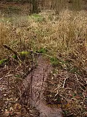 Quellzulauf in den Kanzelbachteich zwischen Schriesheim und Altenbach