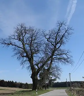 in alter Pracht von Norden (2012)