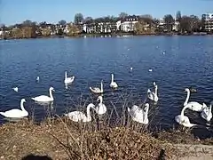 Alsterschwäne im Alstervorland