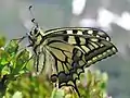 Schwalbenschwanz(Papilio machaon)