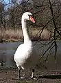 Höckerschwan in Kocks Loch