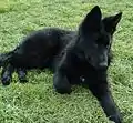 Ein komplett schwarzer Schäferhundwelpe