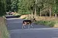 Ein schwarzer Damhirsch überquert eine Straße (Juli 2022)