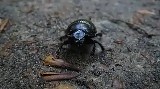 Schwarzkäfer