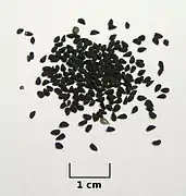 Echter Schwarzkümmel (auch von Jungfer im Grünen)