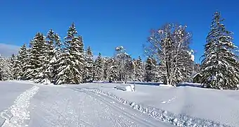 Im Hochmoorgebiet Schwantenau