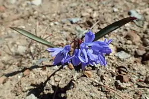 Chionodoxa lochiae
