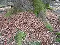 Eichhörnchen-Abfallhaufen
