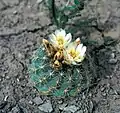 Cremefarbene Blüten (New Mexico).