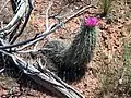 Sehr altes Exemplar mit Blüten in Arizona.