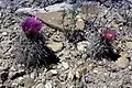Mit violetten Blüten in Utah.