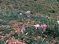 Am Fundort in Utah mit der Sego Lilie (Calochortus nuttallii).