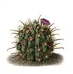 Sclerocactus uncinatus subsp. crassihamatus