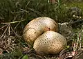 Dickschaliger Kartoffelbovist (Scleroderma citrinum)