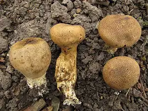 stäublingsartigBraunwarziger HartbovistScleroderma verrucosum