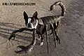 Als Skorpion verkleideter Hund
