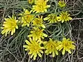 Österreichische Schwarzwurzel (Scorzonera austriaca)