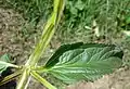 Laubblatt derScrophularia umbrosa subsp. umbrosa