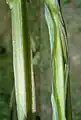 Stängel
