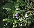 Blühendes Sumpf-Helmkraut