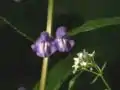 Blüten