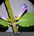 Blüte, gut erkennbar ist der „Helm“ am Kelch