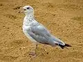 Rufender Jungvogel im 1. Sommerkleid