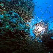 Taucher nahe der Insel