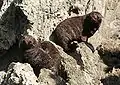 Junge des Neuseeländischen Seebären an der Palliser Bay