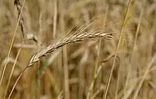 Roggenkörner enthalten Gluten