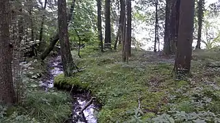 Zufluss (namenlos) am bewaldeten Südufer