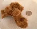 Zerpflückter Seeball