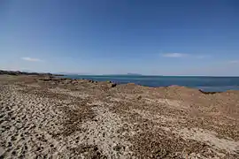 Seegrasablagerungen am Ufer von Son Serra de Marina