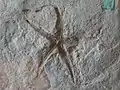 Seestern Pentasteria sp.