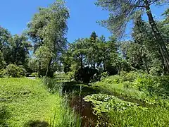 Teich mit Seerosen