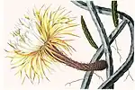Selenicereus pteranthus