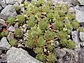 Berg-Hauswurz (Sempervivum montanum) mit Kindeln an oberirdischen Ausläufern