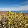 Senecio patagonicus